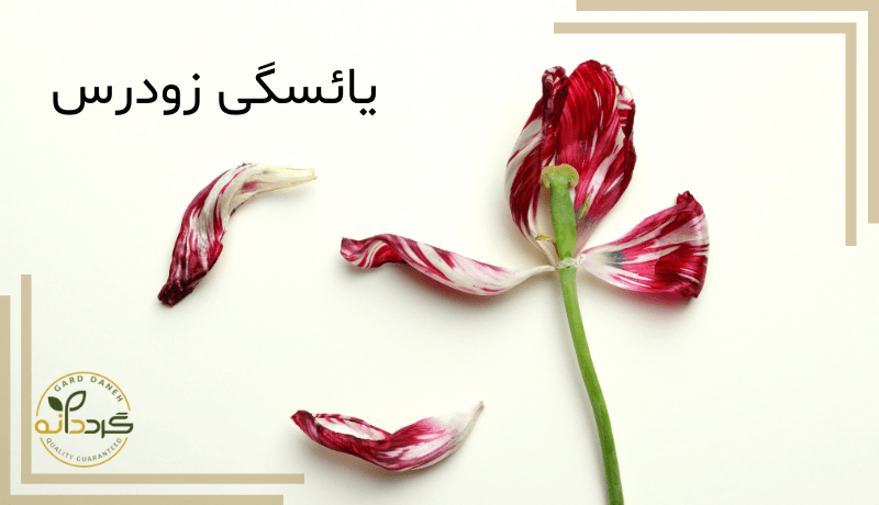 دلایل-یائسگی-زودرس