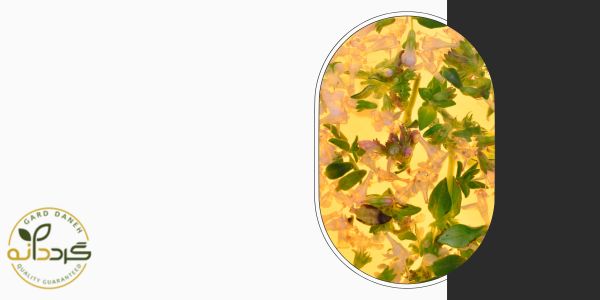 پودر آویشن برای سرفه