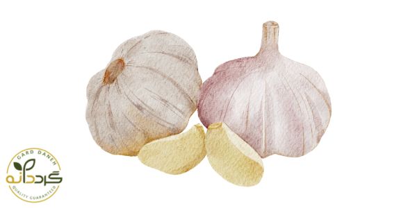 مضرات احتمالی پودر سیر