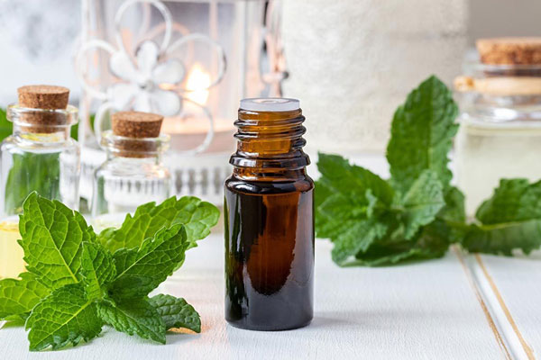 نعنا فلفلی منتول